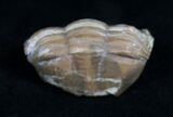 Baby Enrolled Asaphus Latus Trilobite #4177-2